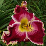 Sonic Whiplash Daylily